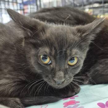 Morgan -  Domestic Short Hair Cat for Adoption in Eugene, Oregon - Morgan | PetCurious