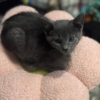 Slate -  Domestic Short Hair Cat for Adoption - Slate | PetCurious