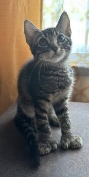 Hemingway fka Billie -  Domestic Short Hair Cat for Adoption in West Chester, Pennsylvania - Hemingway Fka Billie | PetCurious