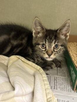 Badger -  Domestic Short Hair Cat for Adoption in Westland, Michigan - Badger | PetCurious