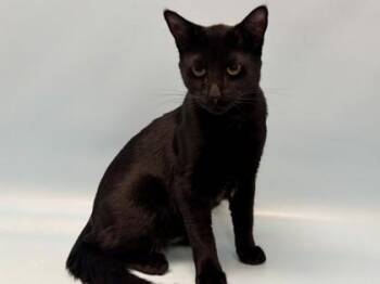 Ollie -  Domestic Short Hair Cat for Adoption in Golden Valley, Minnesota - Ollie | PetCurious