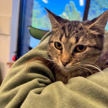 Rescue Domestic Short Hair Cats for Adoption in Wheeling, Illinois - Lily | PetCurious