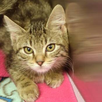 Asics -  Domestic Short Hair Cat for Adoption in Belleville, Illinois - Asics | PetCurious