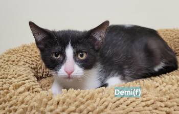 Rescue Domestic Short Hair Cats for Adoption in Mazon, Illinois - Demi | PetCurious