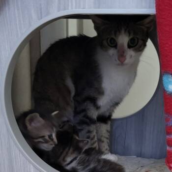 Rescue Domestic Short Hair Cats for Adoption in Kanab, Utah - Jebel | PetCurious