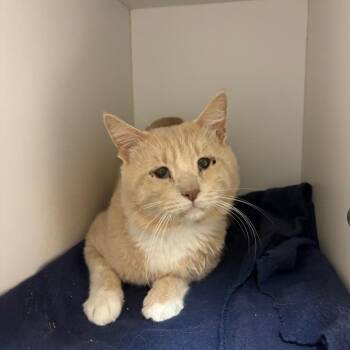 Opie -  Domestic Short Hair Cat for Adoption in Kanab, Utah - Opie | PetCurious