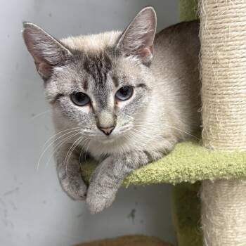 Lola -  Siamese Cat for Adoption in North Arlington, New Jersey - Lola | PetCurious