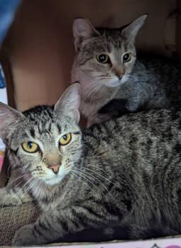 Domestic Short Hair Cats Available for Adoption - Working Cat Duo (Speed Skating & Snowboard) | PetCurious