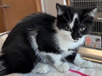 Domestic Short Hair Cats Available for Adoption in Powell, Ohio - Pepper | PetCurious