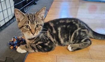 Tony -  Domestic Short Hair Cat for Adoption in Brooks, Maine - Tony | PetCurious