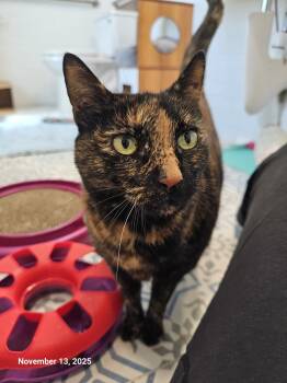 Rescue Domestic Short Hair Cats for Adoption in St. Petersburg, Florida - Hope Davis | PetCurious