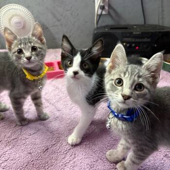 Derek -  Domestic Short Hair Cat for Adoption in Greenfield, Indiana - Derek | PetCurious