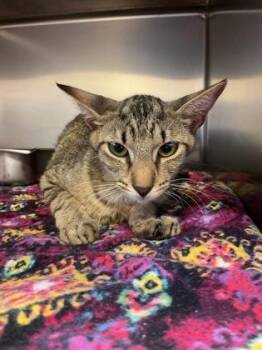 Mama -  Domestic Short Hair Cat for Adoption in Gainesville, Florida - Mama | PetCurious