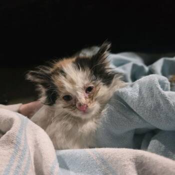 Jacqueline -  Domestic Short Hair Cat for Adoption in Klamath Falls, Oregon - Jacqueline | PetCurious