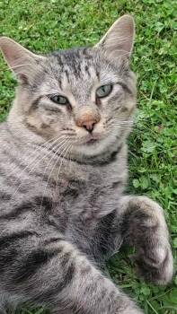 Rescue Domestic Medium Hair Cats for Adoption in Waterloo, Ontario - Hudson | PetCurious