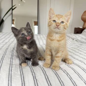 Pinot Grigio & Sancerre -  Domestic Short Hair Cat for Adoption - Pinot Grigio & Sancerre | PetCurious