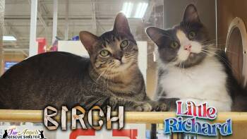 Rescue Domestic Long Hair and Domestic Short Hair Cats for Adoption in Ottawa Hills, Ohio - Birch & Little Richard | PetCurious