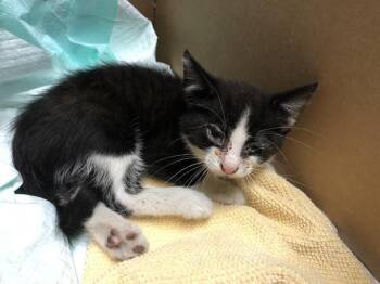 Rescue Domestic Short Hair Cats for Adoption in Long Beach, California - COOKIE | PetCurious