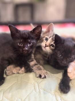 Luna -  Domestic Short Hair Cat for Adoption in Valley Park, Oklahoma - Luna | PetCurious