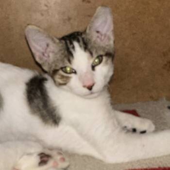 Rescue Domestic Short Hair Cats for Adoption in Fort Lauderdale, Florida - Give Me Love | PetCurious