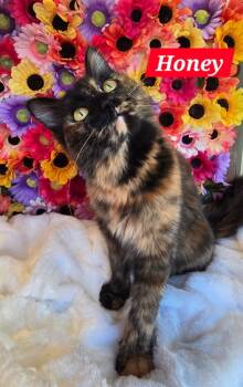 Honey -  Domestic Long Hair Cat for Adoption in San Jacinto, California - Honey | PetCurious