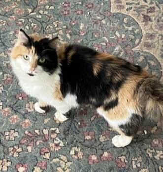 Kamie -  Calico Cat for Adoption in Theodore, Alabama - Kamie | PetCurious