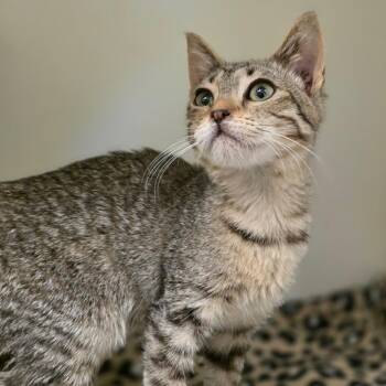 Acara -  Domestic Short Hair Cat for Adoption in Phoenix, Arizona - Acara | PetCurious