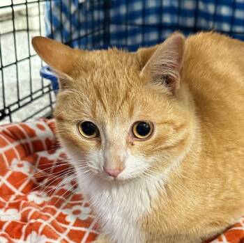 Rescue Domestic Short Hair Cats for Adoption in Webster City, Iowa - Remi | PetCurious