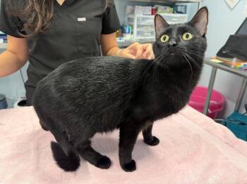 Gasto -  Domestic Short Hair Cat for Adoption in Raleigh, North Carolina - Gasto | PetCurious