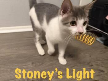 Stoney