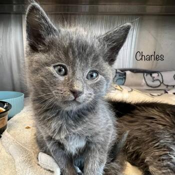 Domestic Medium Hair Cats Available for Adoption in Madisonville, Tennessee - Charles | PetCurious