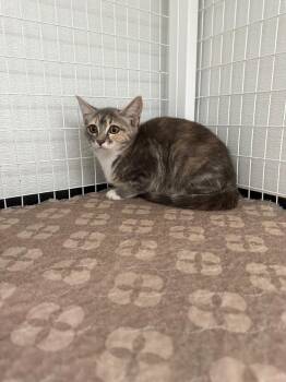 Peaches -  Domestic Short Hair Cat for Adoption in Brookings, Oregon - Peaches | PetCurious