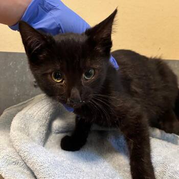 Wednesday -  Domestic Short Hair Cat for Adoption in Pasadena, California - Wednesday | PetCurious