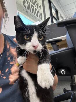 Legacie -  Domestic Short Hair Cat for Adoption in Thousand Oaks, California - Legacie | PetCurious