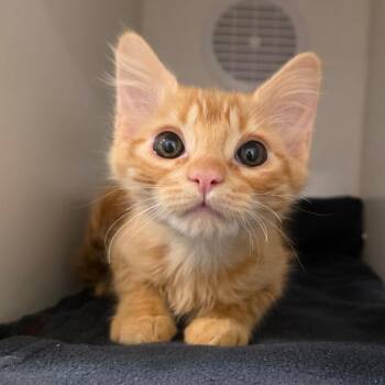 Fred Weasley -  Domestic Medium Hair Cat for Adoption in Phoenix, Arizona - Fred Weasley | PetCurious