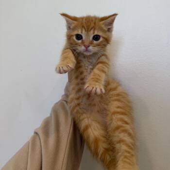 Domestic Long Hair Cats Available for Adoption in Chattanooga, Tennessee - Taki | PetCurious