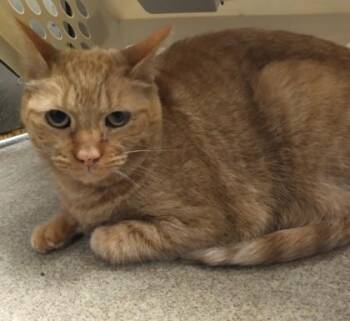 Domestic Short Hair Cats Available for Adoption in Palm Coast, Florida - Cheerios | PetCurious