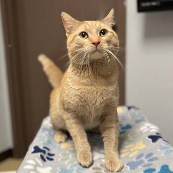 Domestic Short Hair Cats Available for Adoption in Fargo, North Dakota - Badabing | PetCurious