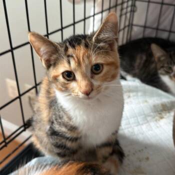 Libby -  Domestic Short Hair Cat for Adoption in Winchester, Virginia - Libby | PetCurious