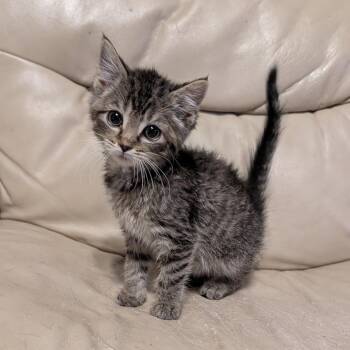 Mint, Harmony -  Domestic Short Hair Cat for Adoption in Portage, Michigan - Mint, Harmony | PetCurious