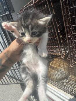 Domestic Short Hair Cats Available for Adoption in Houston, Texas - IRIS | PetCurious