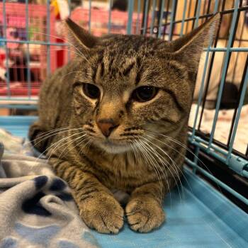 Domestic Short Hair Cats Available for Adoption - Spice | PetCurious