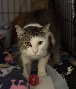 Domestic Short Hair Cats Available for Adoption - Trout | PetCurious