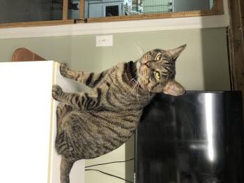 Rescue Domestic Short Hair Cats for Adoption in North East, Maryland - Chowder | PetCurious