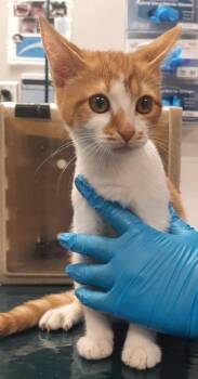 Cosmo -  Domestic Short Hair Cat for Adoption in Gastonia, North Carolina - Cosmo | PetCurious