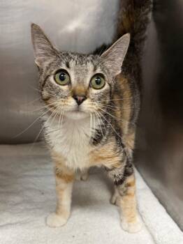 Sooty -  Domestic Short Hair Cat for Adoption in Little Rock, Arkansas - Sooty | PetCurious