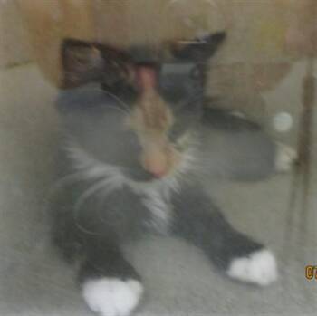 A477962 -  Domestic Long Hair Cat for Adoption in Oklahoma City, Oklahoma - A477962 | PetCurious