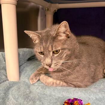 Jax -  Domestic Short Hair Cat for Adoption in York, Pennsylvania - Jax | PetCurious