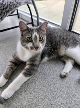 Domestic Short Hair Cats Available for Adoption in Wellington, Kansas - Todd | PetCurious