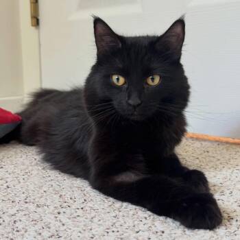 Murray -  Domestic Medium Hair Cat for Adoption in Clavet, Saskatchewan - Murray | PetCurious